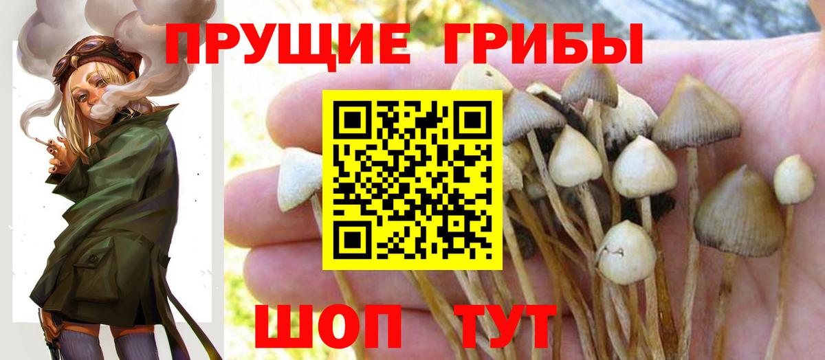 Галлюциногенные грибы Psilocybine cubensis  Вход с VPN  Майкоп 